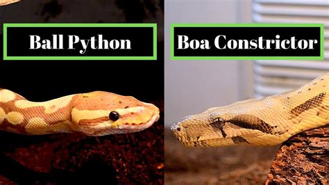 th 445 - Comparing Python's Collections.Counter and NLTK's FreqDist: What's the Difference?